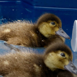 ducks-on-water-being-trained