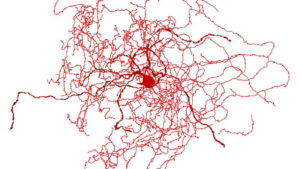 reconstruction-of-full-neuron-structure