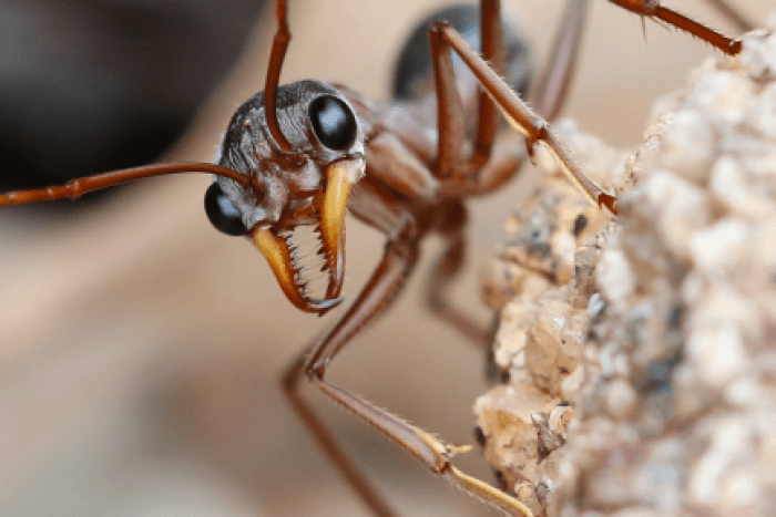 Bulldog Ant InquiBox