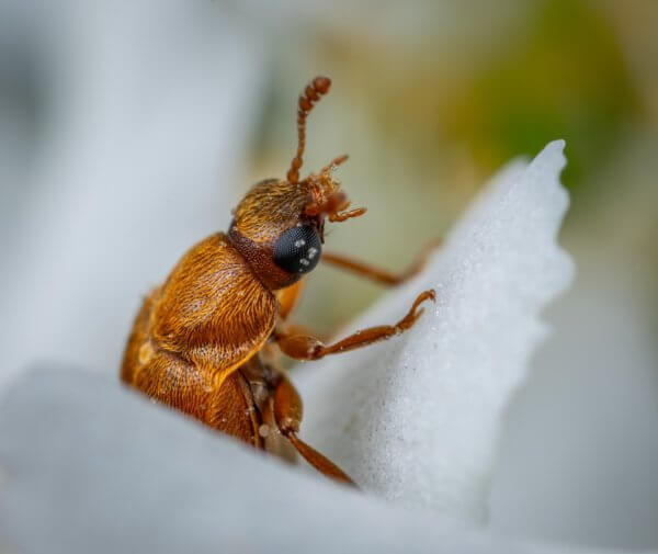 animal-antenna-beetle-2910266 - InquiBox