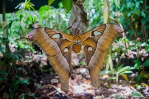 insects-and-bugs-around-Australia